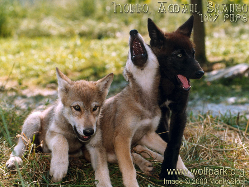 3_pups_one_howls.jpg