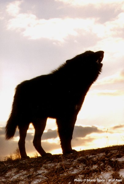 apollohowling.jpg