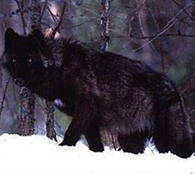 blackwolf1.jpg
