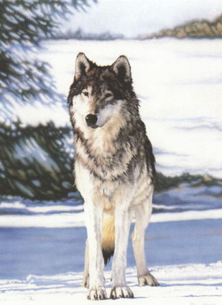 graywolf.jpg