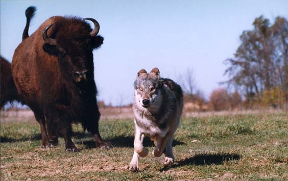 hunt2.jpg