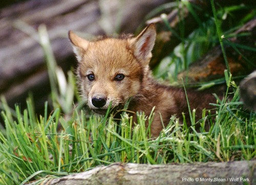 puppy.jpg