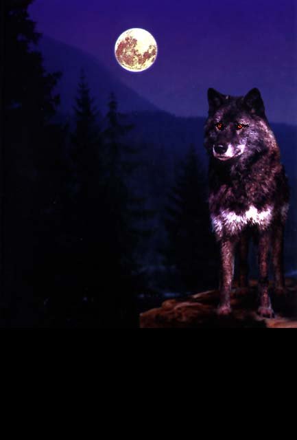 wolffrightfullookingoverpack.jpg