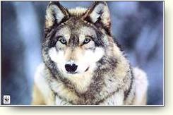 wolfposter.jpg