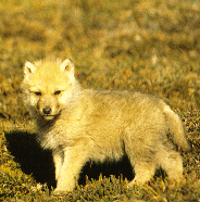 wolfpup1.gif