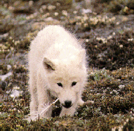 wolfpup2.gif